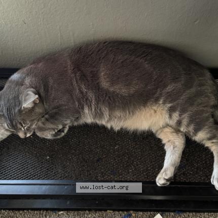 Foto 1/1 Sol Chat perdido en Escondido