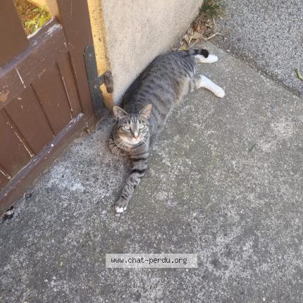 Foto 1/1 Oscar Chat perdido en Nimes