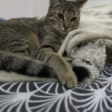 Foto del gato perdido en Antony