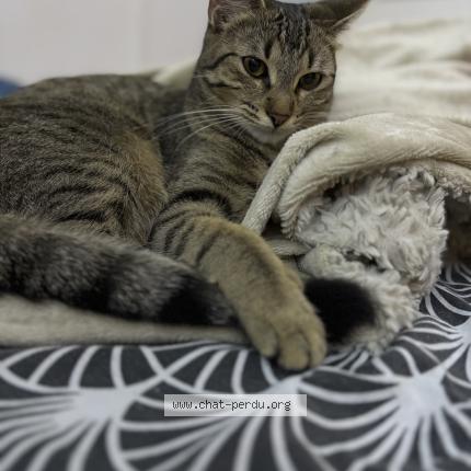 Foto 1/1 Gato encontrado Perdido en Antony