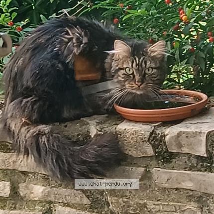Foto 1/2 Gato encontrado Encontrado en Paris
