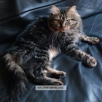 Foto 2/2 Gato encontrado Encontrado en Paris