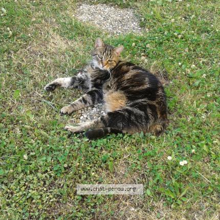 Foto 1/1 Marie-Paule MICHEL Chat perdido en Talmont st hilaire