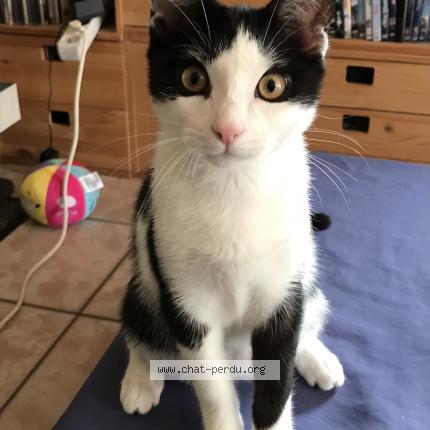 Foto 1/1 Walter Chat perdido en Concarneau