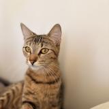 Foto del gato perdido en Antony