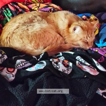 Foto 1/1 Larry moe Chat perdido en Las vegas