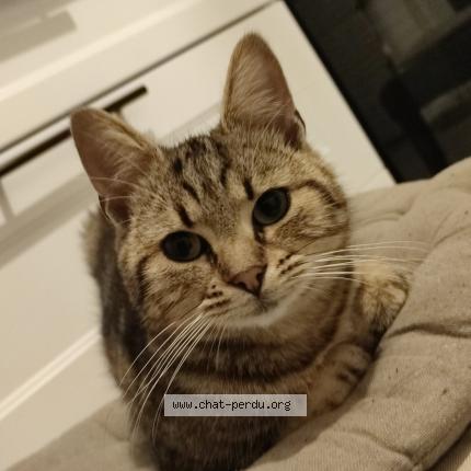 Foto 1/1 Bebe Chat perdido en Hautmont
