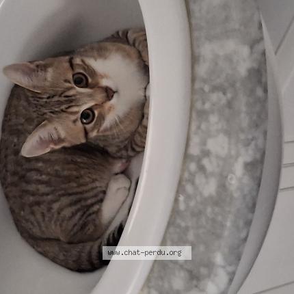 Foto 1/1 Yoshi Chat perdido en Loue