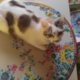 Foto del gato perdido en La Force