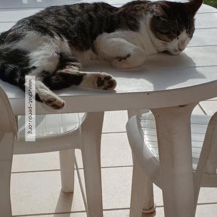 Foto 1/2 Gato encontrado Encontrado en Castres