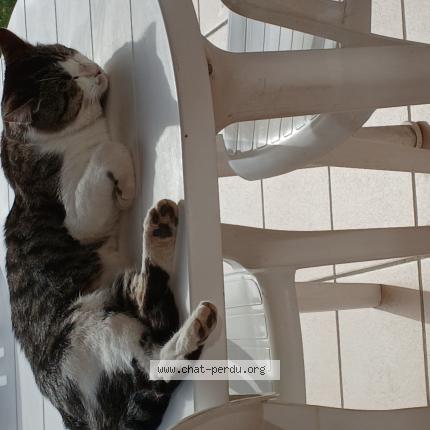 Foto 2/2 Gato encontrado Encontrado en Castres