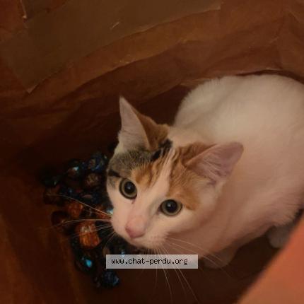 Foto 1/1 Una Chat perdido en Reims