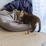 Foto del gato perdido en Annecy Le Vieux