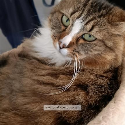 Foto 1/3 Baba Chat perdido en Saint just