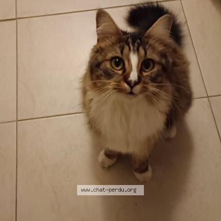 Foto 3/3 Baba Chat perdido en Saint just