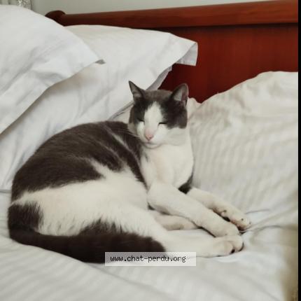 Foto 1/1 happy Chat perdido en L isle d espagnac