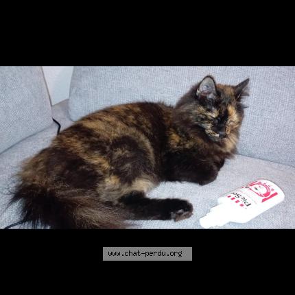 Foto 1/1 Railey Chat perdido en Cavaillon