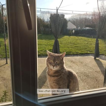 Foto 1/1 Enid Chat perdido en Irreville