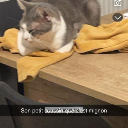 Foto 1/1 Miro Chat perdido en Saint lo