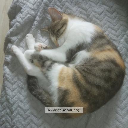 Foto 1/1 P&eacute;pette Chat perdido en Saint astier