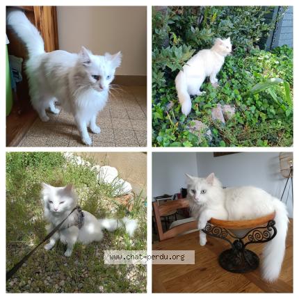 Foto 1/1 Apollon Chat perdido en Valence