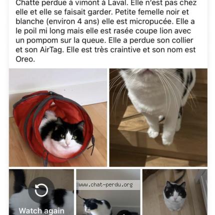 Foto 1/1 Oreo Chat perdido en Laval