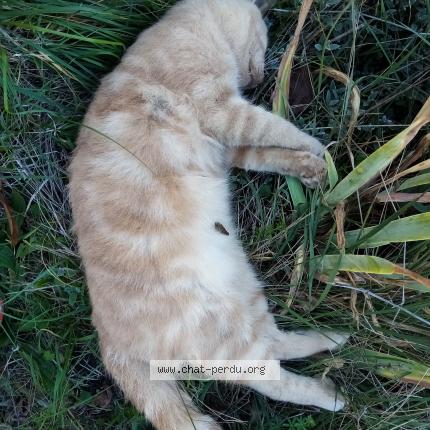 Foto 1/1 Gato encontrado Encontrado en Cleon d adran