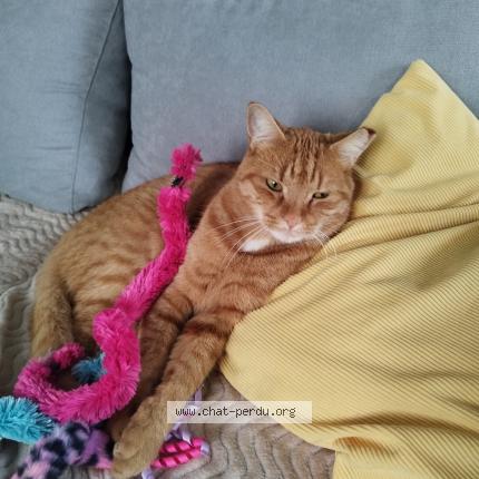 Foto 1/1 Gato encontrado Perdido en La gorgue