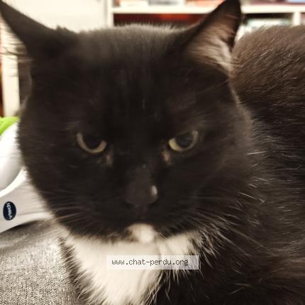 Foto 1/1 Minoux Chat perdido en Vias