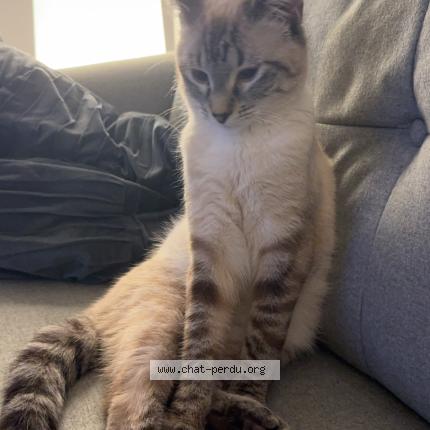 Foto 1/1 Venom Chat perdido en Monnieres