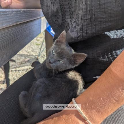 Foto 1/1 Gato encontrado Encontrado en Coulouvre