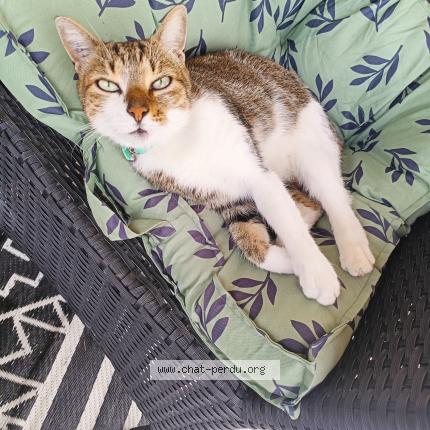 Foto 1/1 Ragnar Chat perdido en Villiers sur seine