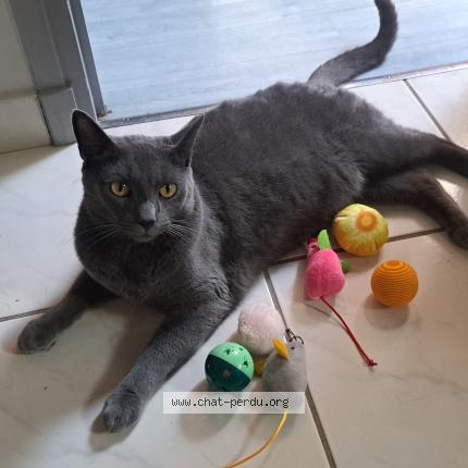 Foto 1/1 Artù Chat perdido en Farges les chalons