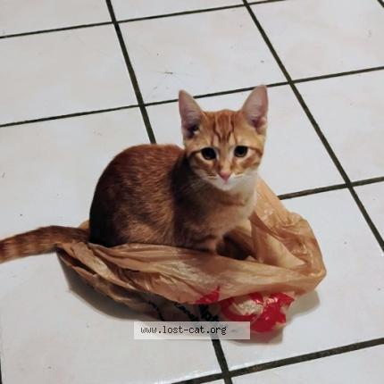 Foto 1/1 Puppy Chat perdido en Boiling springs