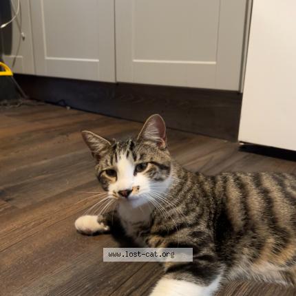 Foto 1/1 Pumbaa Chat perdido en Kalispell