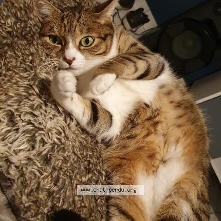 Foto 1/1 Bella Chat perdido en Riorges