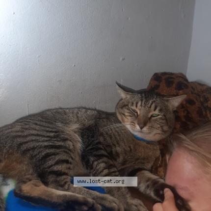 Foto 1/1 Elvin Chat perdido en Pretoria