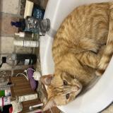 Foto del gato perdido en Mirabeau