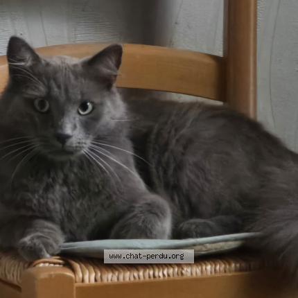 Foto 1/3 mistigris Chat perdido en Chemaze