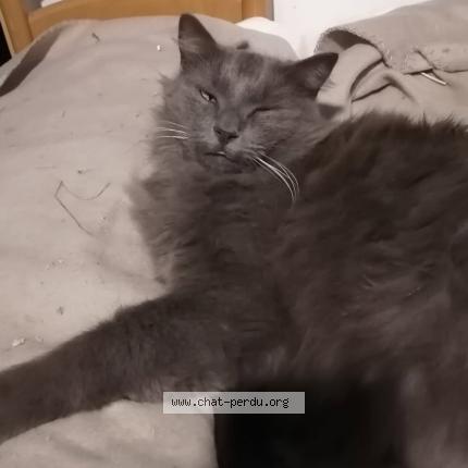 Foto 2/3 mistigris Chat perdido en Chemaze