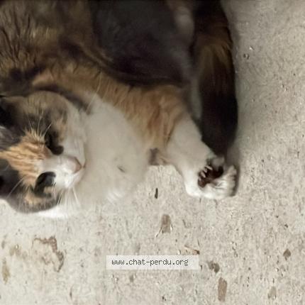 Foto 1/1 Gato encontrado Encontrado en Grattavache