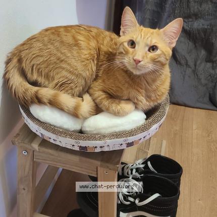 Foto 1/1 Tao Chat perdido en Toulouse