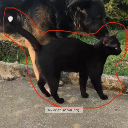 Foto 1/1 Baguera Chat perdido en Marnay