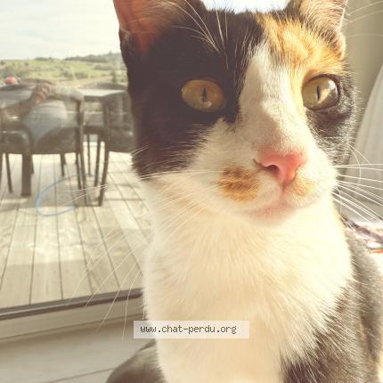 Foto 1/1 Umy Chat perdido en Saint alban d ay