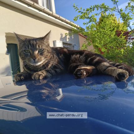 Foto 1/1 Sia Chat perdido en Mennecy