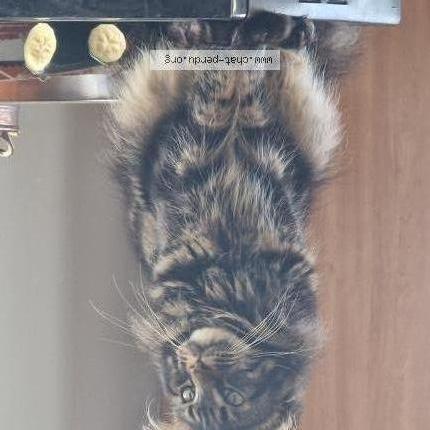 Foto 1/1 Christine Damidaux Chat perdido en Oussieres