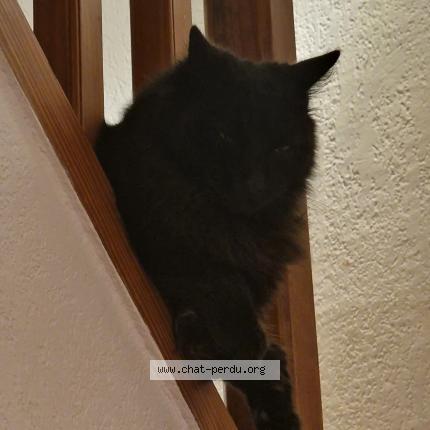 Foto 1/1 ANGÉLIQUE GAILLARD Chat perdido en Montpellier france