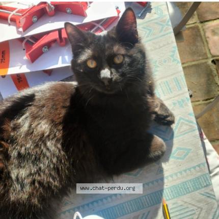 Foto 1/1 Spooky Chat perdido en Marseille