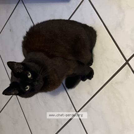 Foto 1/1 Nickie Chat perdido en St priest