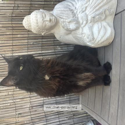 Foto 1/1 Rio Chat perdido en Seyssins